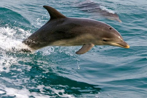 1.5HR Mudjimba Island Wildlife Safari - Accommodation Burleigh 0