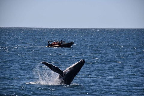 Adventure Whale Watching Tour Mooloolaba - Accommodation Burleigh 1