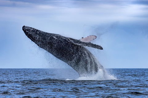 Adventure Whale Watching Tour Mooloolaba - Accommodation Burleigh 2