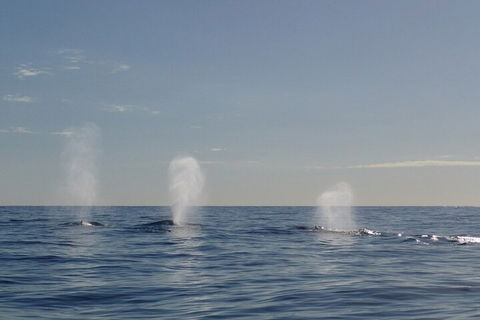 Adventure Whale Watching Tour Mooloolaba - Accommodation Burleigh 3