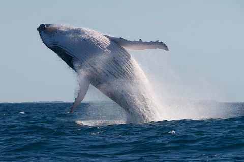 Adventure Whale Watching Tour Mooloolaba - Accommodation Burleigh 5