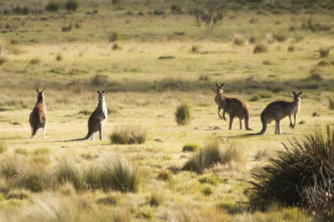 From The Mountains To The Bay - 4 Day Rediscovery Small Group Tour - Accommodation Burleigh 4