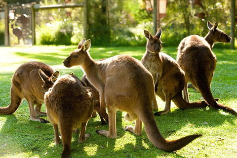 Yarra Valley Wine And Wildlife Self-Driving Tour - Accommodation Burleigh 4