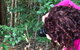 Let's Go Buggin & Let's Go Shroomin - Photography & Nature Walking Tours - thumb 1