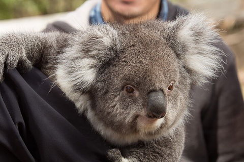 Bonorong Wildlife Park And Richmond Afternoon Tour From Hobart - Accommodation Burleigh 2