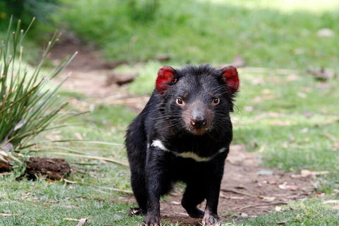 Bonorong Wildlife Park And Richmond Afternoon Tour From Hobart - Accommodation Burleigh 4