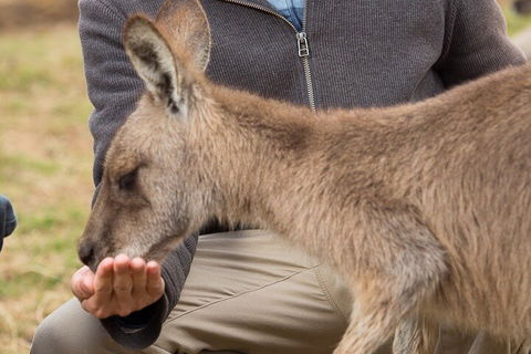 Bonorong Wildlife Park And Richmond Afternoon Tour From Hobart - Accommodation Burleigh 5