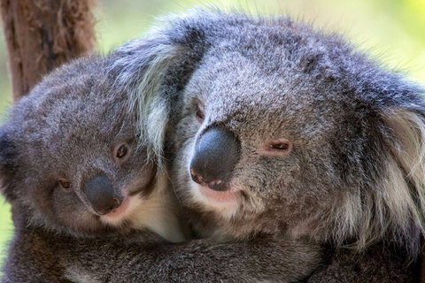 Half-Day Or Full-Day Tour With Private Guide From Melbourne - Accommodation Burleigh 1