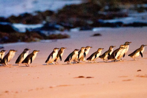 Half-Day Or Full-Day Tour With Private Guide From Melbourne - Accommodation Burleigh 5