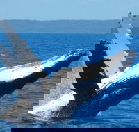 Mooloolaba Whale Watching Tour - Accommodation Burleigh