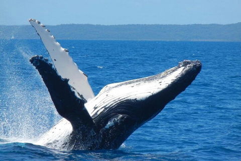 Mooloolaba Whale Watching Tour - Accommodation Burleigh 0