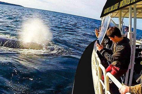 Mooloolaba Whale Watching Tour - Accommodation Burleigh 2