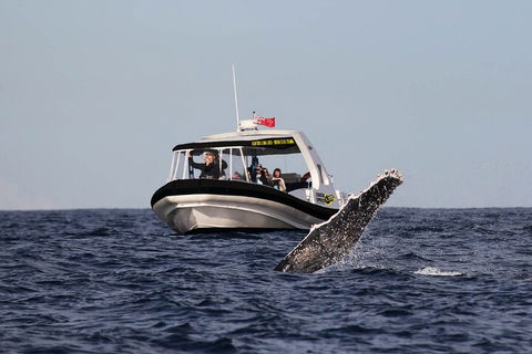 Mooloolaba Whale Watching Tour - Accommodation Burleigh 3