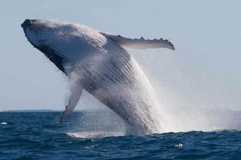 Mooloolaba Whale Watching Tour - Accommodation Burleigh 4