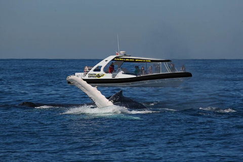 Mooloolaba Whale Watching Tour - Accommodation Burleigh 5