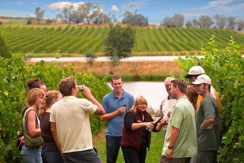 Yarra Valley Balloon Flight And Winery Tour - Accommodation Burleigh 4