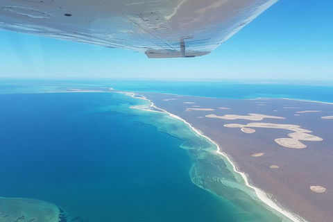 Monkey Mia Dolphins & Shark Bay Air Tour From Perth - Accommodation Burleigh 2
