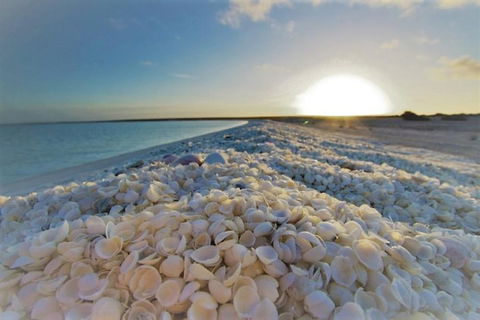 Monkey Mia Dolphins & Shark Bay Air Tour From Perth - Accommodation Burleigh 3