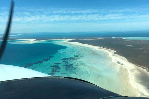 Monkey Mia Dolphins & Shark Bay Air Tour From Perth - Accommodation Burleigh 4