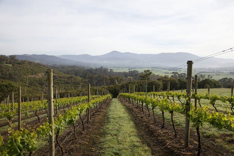 Yarra Valley 2-6 Guests Premium Food And Wine Inc Lunch At Dominique Portet - Accommodation Burleigh 1