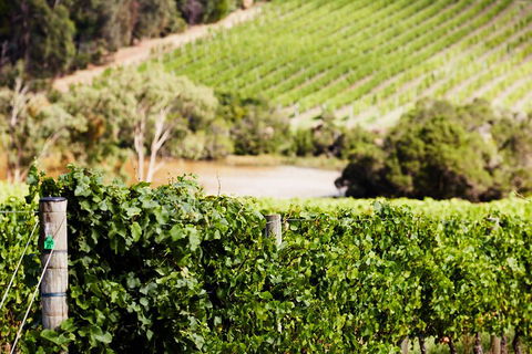 Yarra Valley Premium Tour Inc Lunch And Cheese, Chocolate Fondue At Rochford - Accommodation Burleigh 5