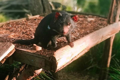 Bonorong Wildlife Park And Richmond Afternoon Tour From Hobart - Accommodation Burleigh 4