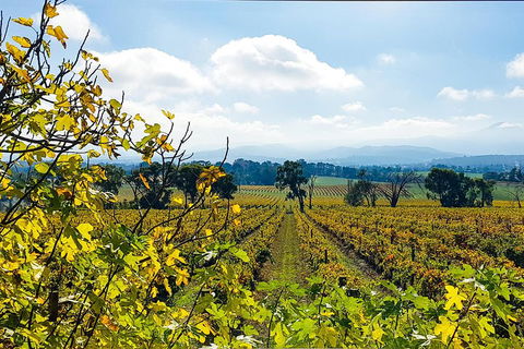 Yarra Valley Wine & Food Tour Departing From Melbourne - Accommodation Burleigh 4