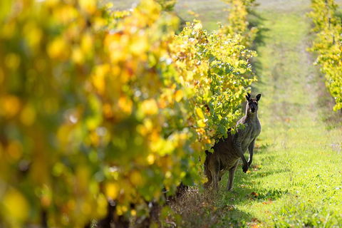 Margaret River 3 Day Escape - Accommodation Burleigh 4