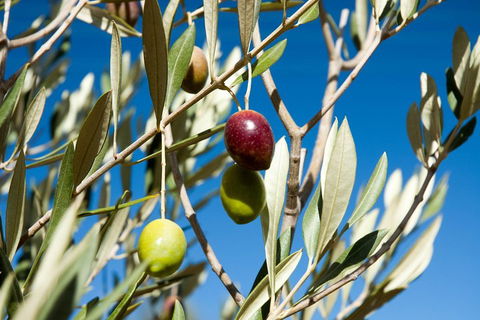 Fine Flavours - Full Day Kangaroo Island Food & Wine Tour - Accommodation Burleigh 4
