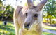 Virtual Interactive Australian Wildlife Tour With Private Guide-Wildlife Habitat - thumb 2