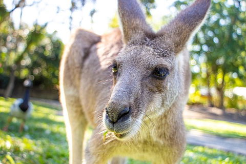 Virtual Interactive Australian Wildlife Tour With Private Guide-Wildlife Habitat - Accommodation Burleigh 2