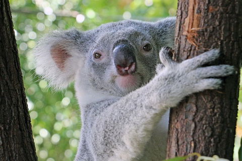 Virtual Interactive Australian Wildlife Tour With Private Guide-Wildlife Habitat - Accommodation Burleigh 3