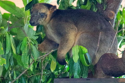 Virtual Interactive Australian Wildlife Tour With Private Guide-Wildlife Habitat - Accommodation Burleigh 4