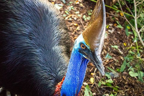 Virtual Interactive Australian Wildlife Tour With Private Guide-Wildlife Habitat - Accommodation Burleigh 5