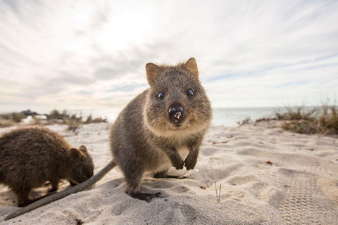 Rottnest Bayseeker Bus Tour From Hillarys Boat Harbour - Accommodation Burleigh 1