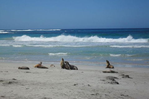 Kangaroo Island In A Day Tour From Adelaide - Accommodation Burleigh 1