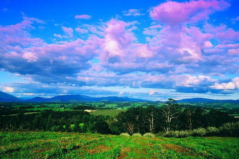 Yarra Valley Wine And Cider Tours By Classic Convertibles From Melbourne - Accommodation Burleigh 3