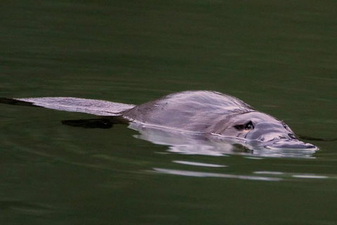 Wild Australian Wildlife 4WD Tour From Sydney - Accommodation Burleigh 2