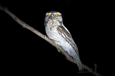 Wild Australian Wildlife 4WD Tour From Sydney - Accommodation Burleigh 4