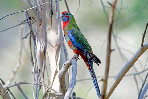 Wild Australian Wildlife 4WD Tour From Sydney - Accommodation Burleigh 5