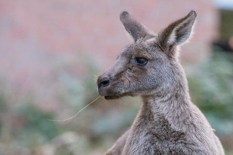 Grampians National Park With Kangaroos And MacKenzie Falls From Melbourne - Accommodation Burleigh 0