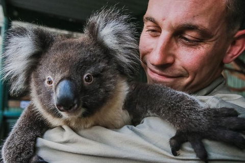Kangaroos & Koala Encounter Experience (Half Day Private Tour) - Accommodation Burleigh 0