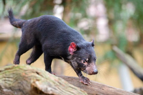 Kangaroos & Koala Encounter Experience (Half Day Private Tour) - Accommodation Burleigh 1