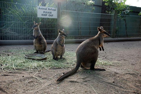 Kangaroos & Koala Encounter Experience (Half Day Private Tour) - Accommodation Burleigh 2