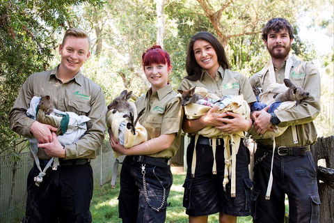 Kangaroos & Koala Encounter Experience (Half Day Private Tour) - Accommodation Burleigh 3
