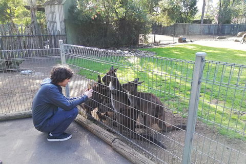 Kangaroos & Koala Encounter Experience (Half Day Private Tour) - Accommodation Burleigh 4
