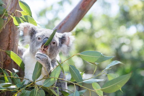 Kangaroos & Koala Encounter Experience (Half Day Private Tour) - Accommodation Burleigh 5