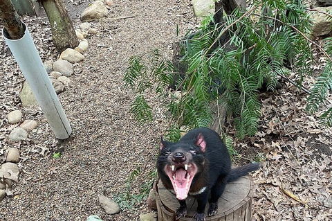 Featherdale Wildlife Park General Admission - Accommodation Burleigh 1