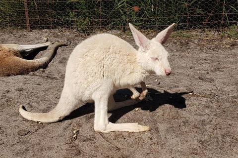Very Best Of Perth Tour - Wildlife Park & City Highlights Tour - Accommodation Burleigh 3