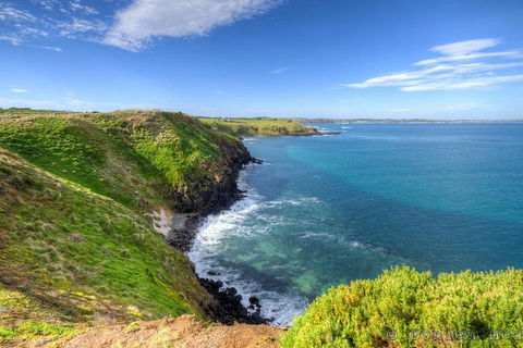 Phillip Island Penguin And Koala Highlights Day-Trip From Melbourne - Accommodation Burleigh 5